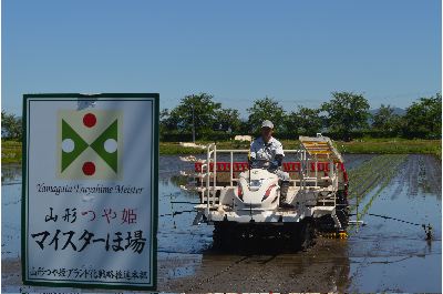 「つや姫」の田植えを行う遠藤マイスター