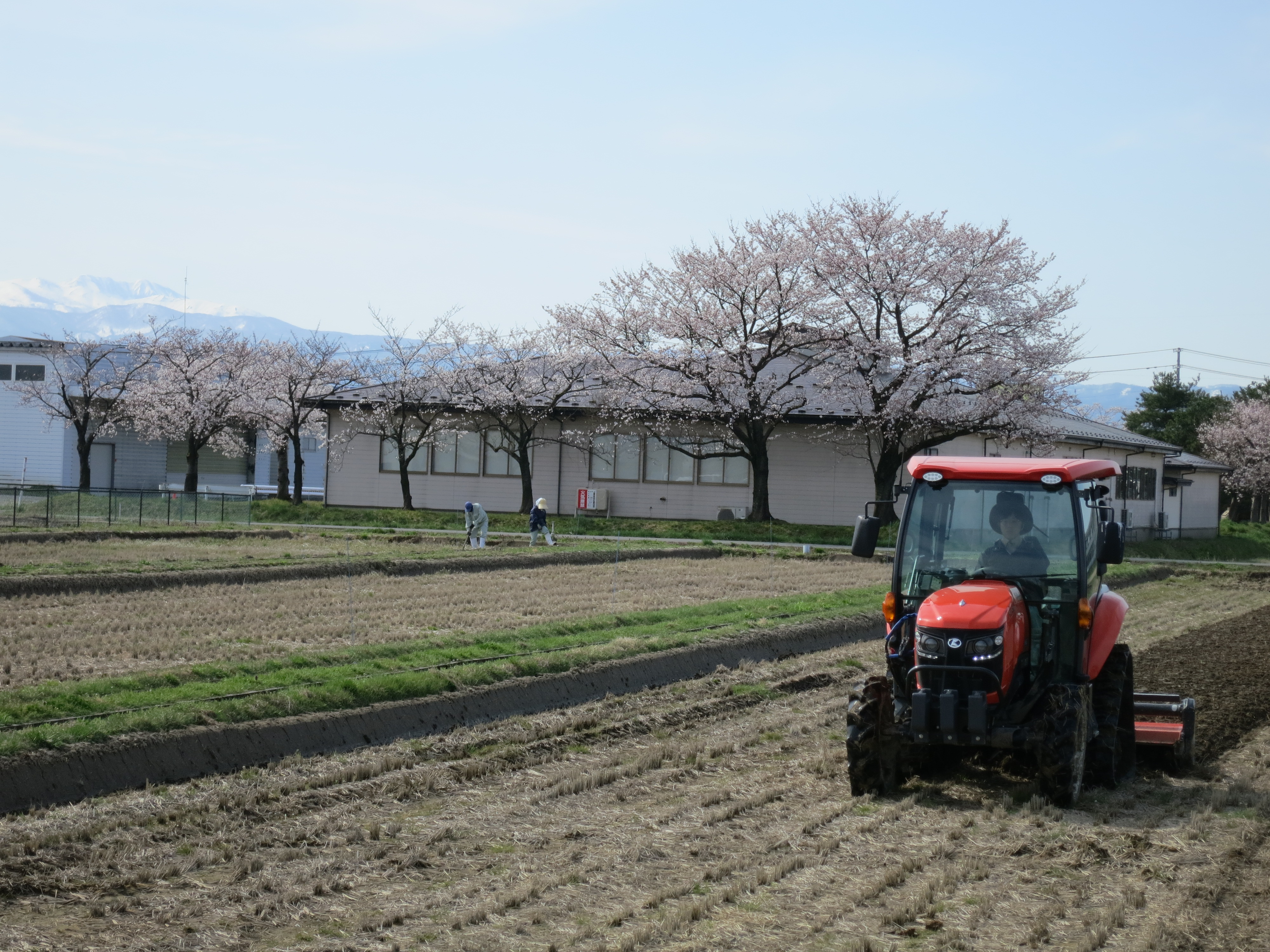 桜の咲くなか耕起作業スタート
