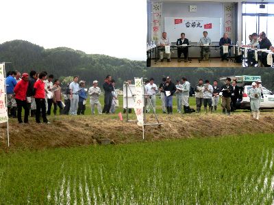 加藤さんのつや姫圃場で生育状況を確認