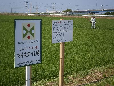 マイスター基準田で穂肥を行う佐々木さん