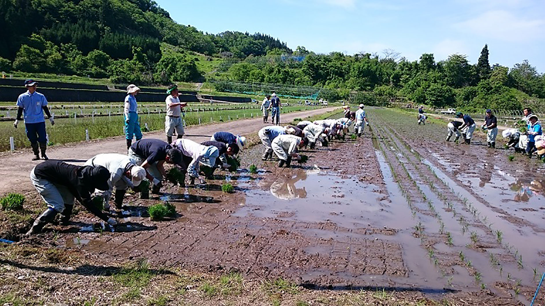 一斉田植えの風景