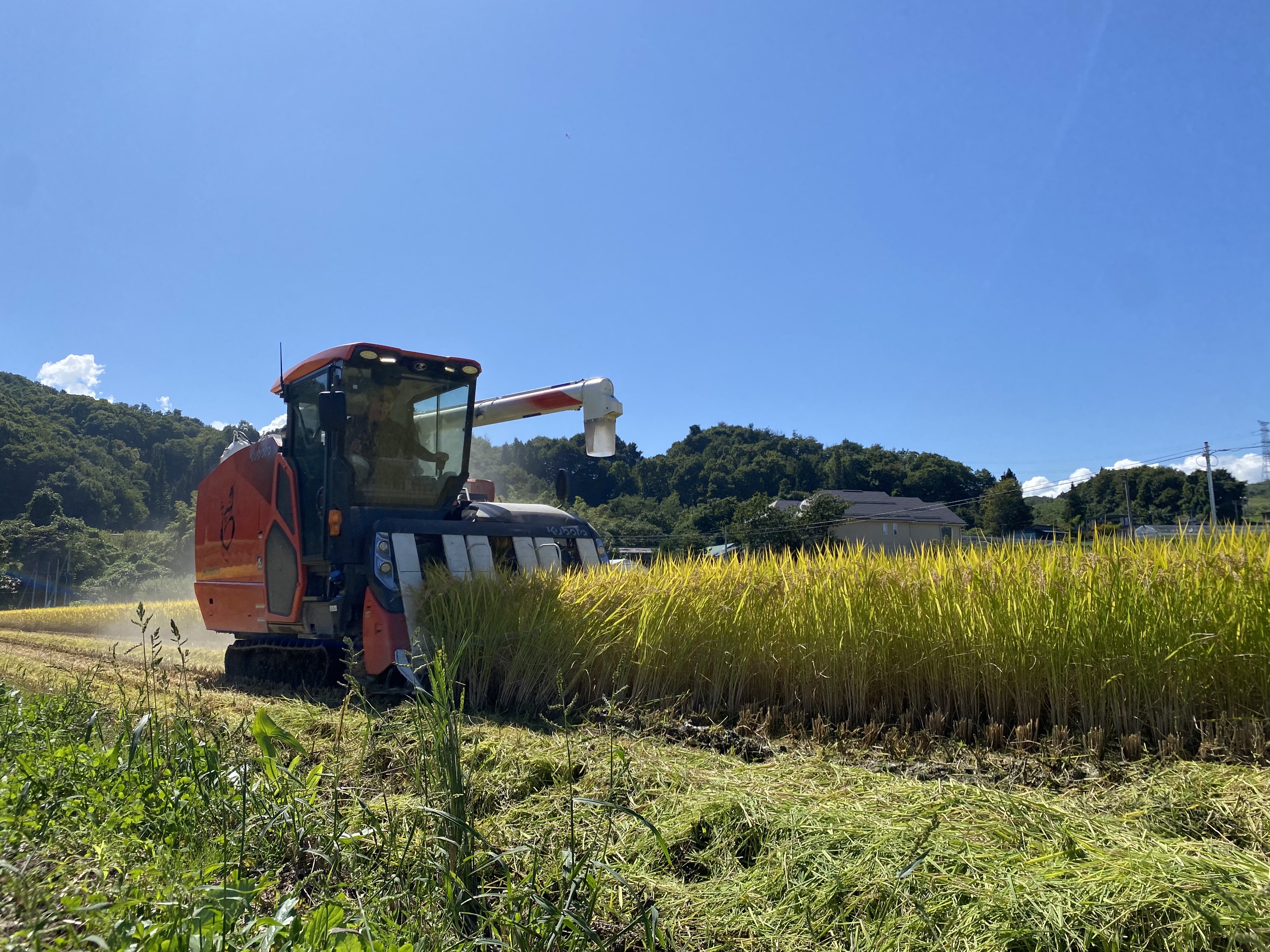 「つや姫」を収穫する伊藤マイスター