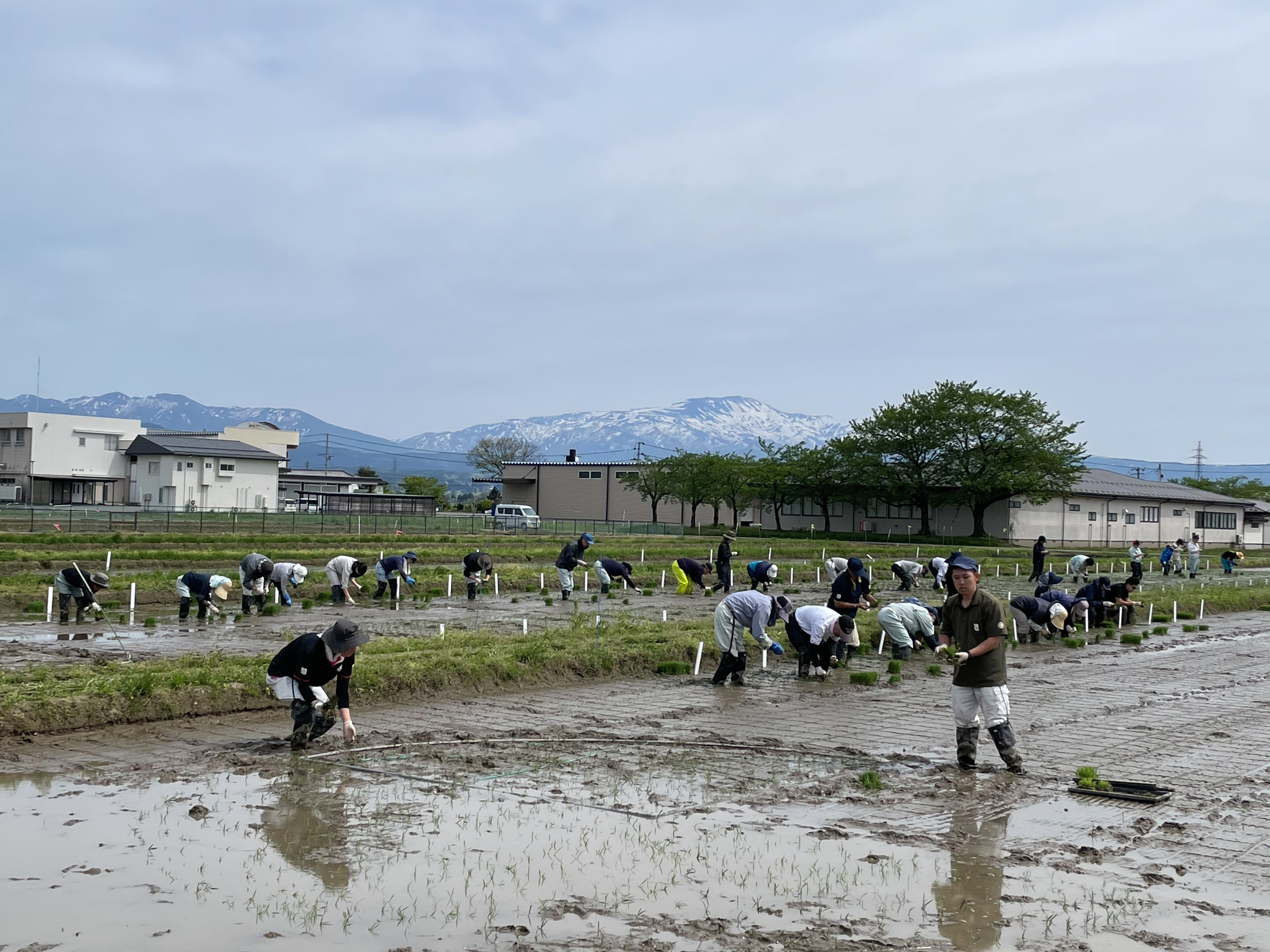 一斉田植えの様子