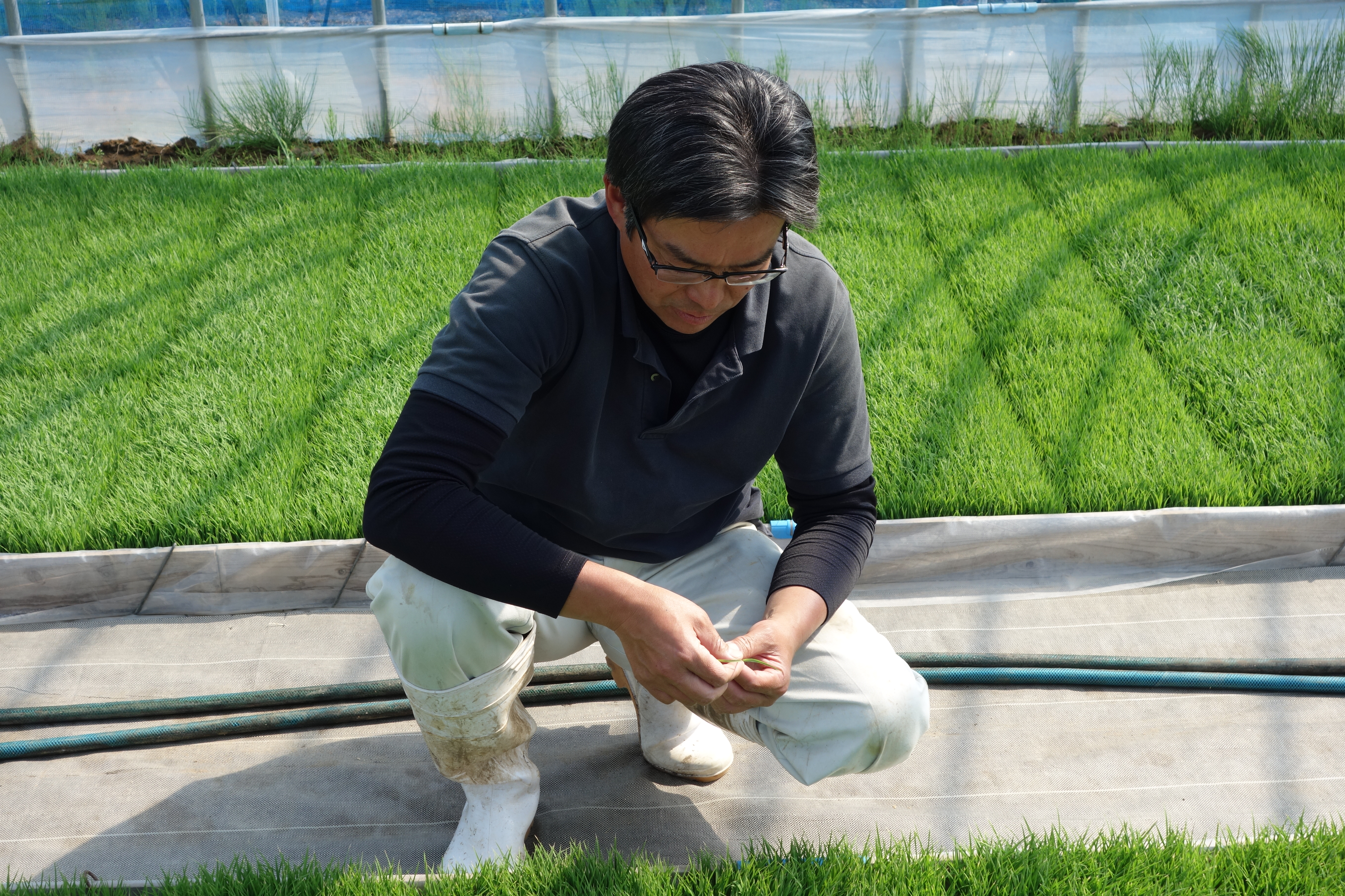 田植え前に苗の様子を確認する平吹マイスター 