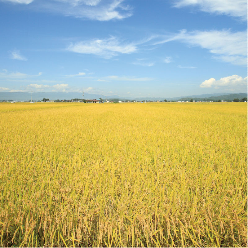 やまがた米だより