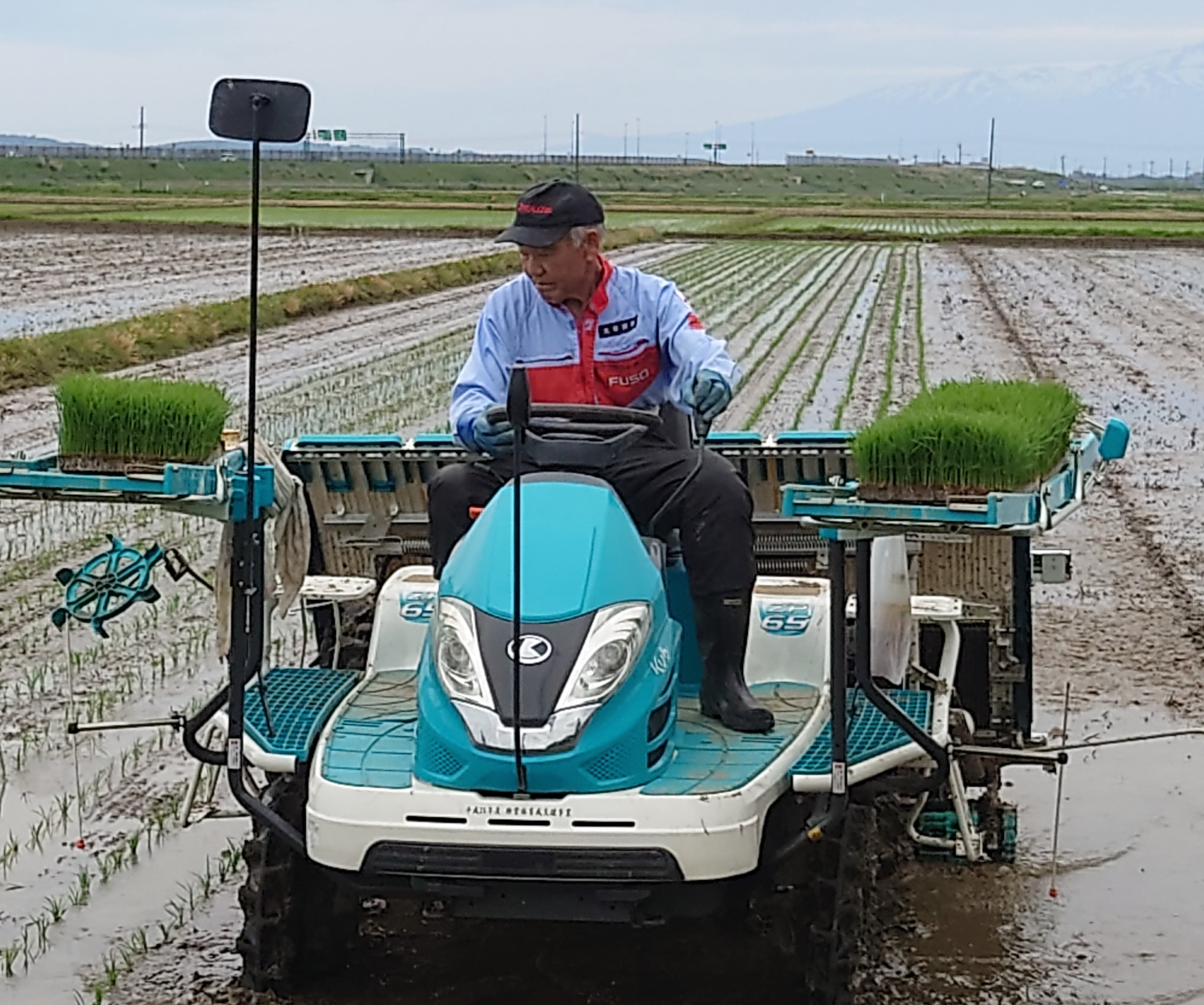 鳥海山をバックに田植えを行います