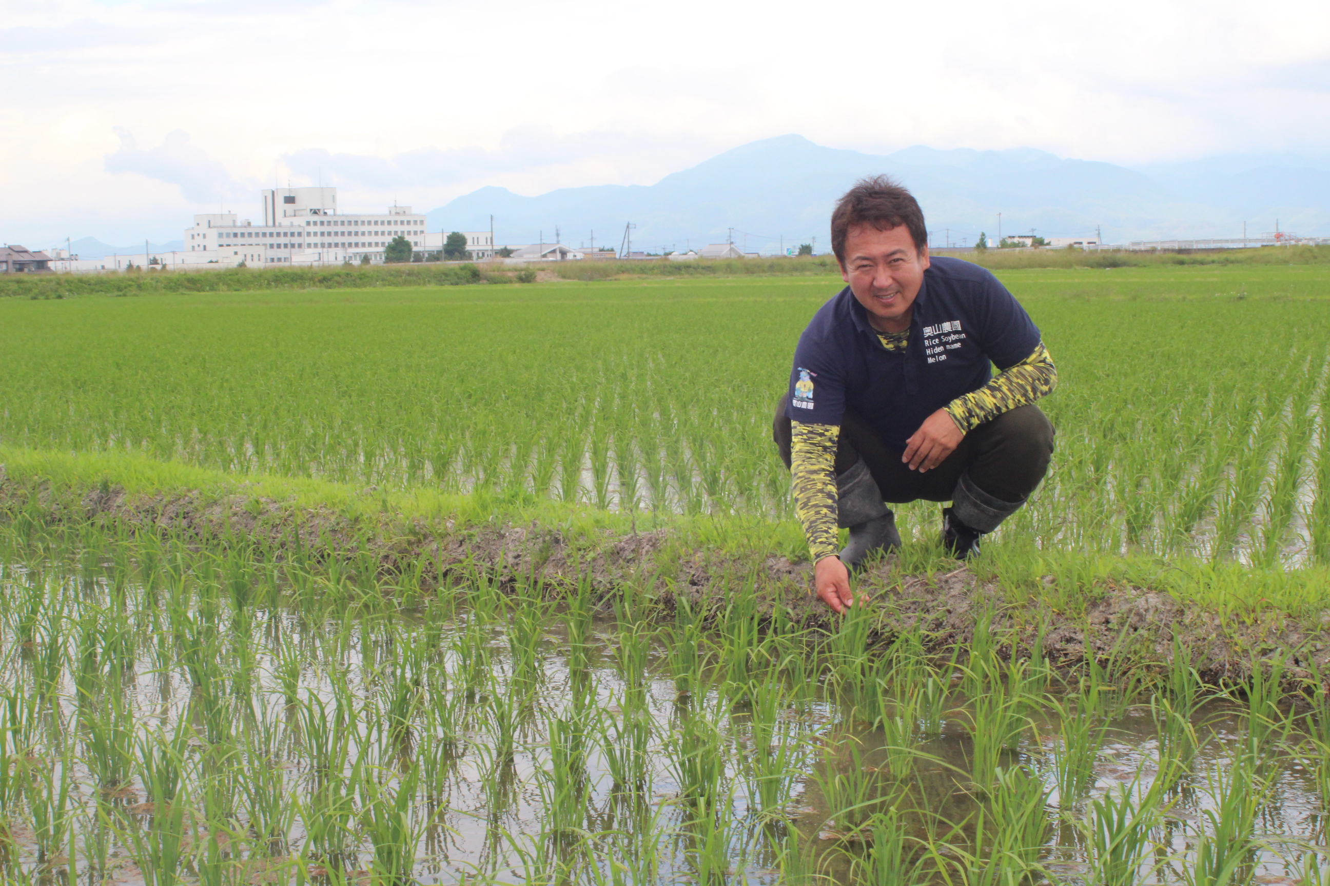 稲の分げつの状況を確認する奥山マイスター