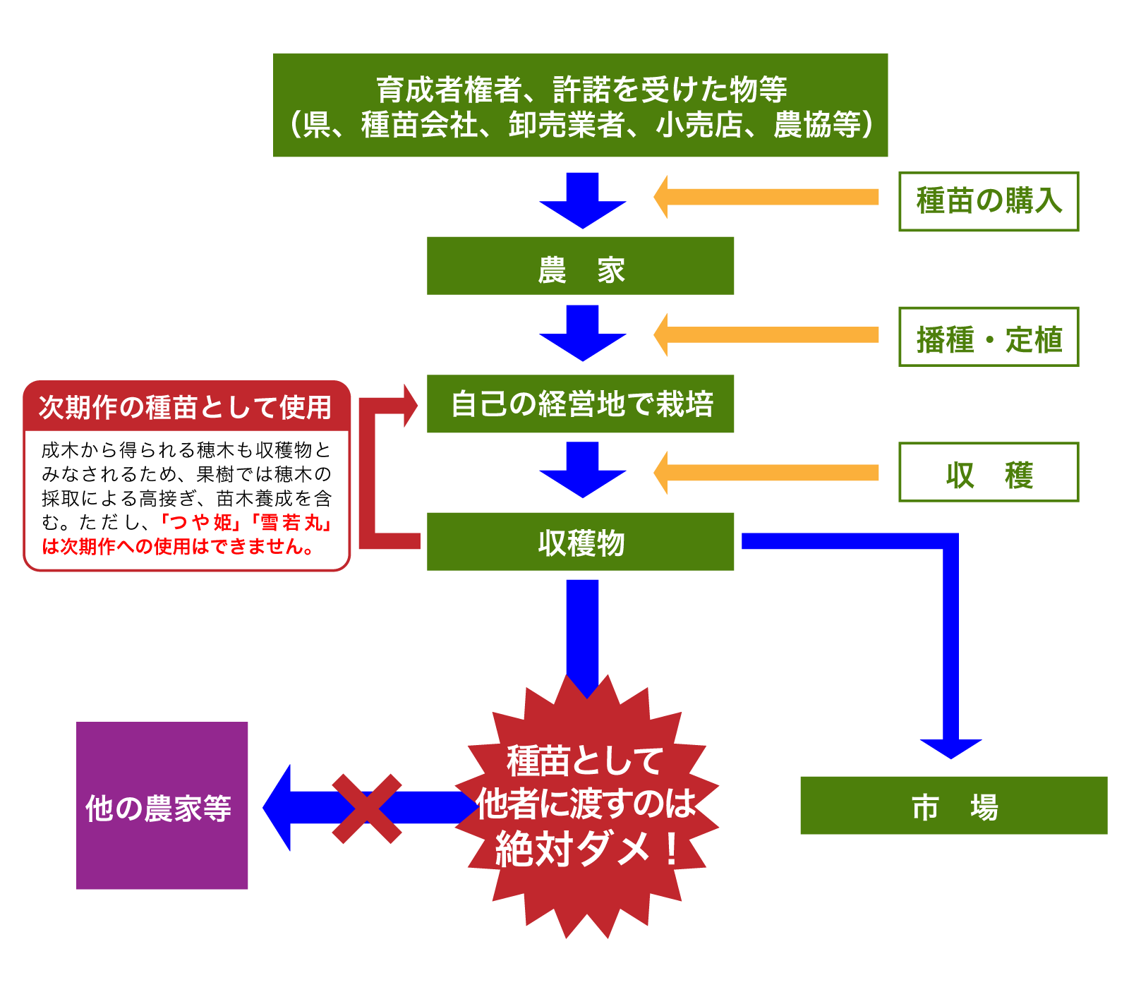 種苗法について