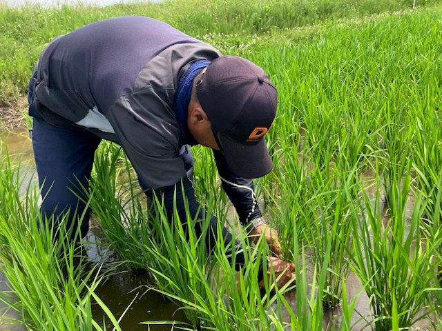 「つや姫」の生育状況を確認する山口マイスター