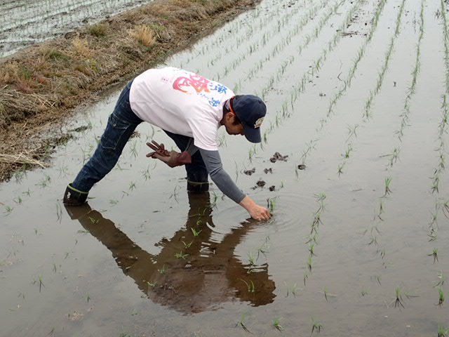 田植え後の苗を確認