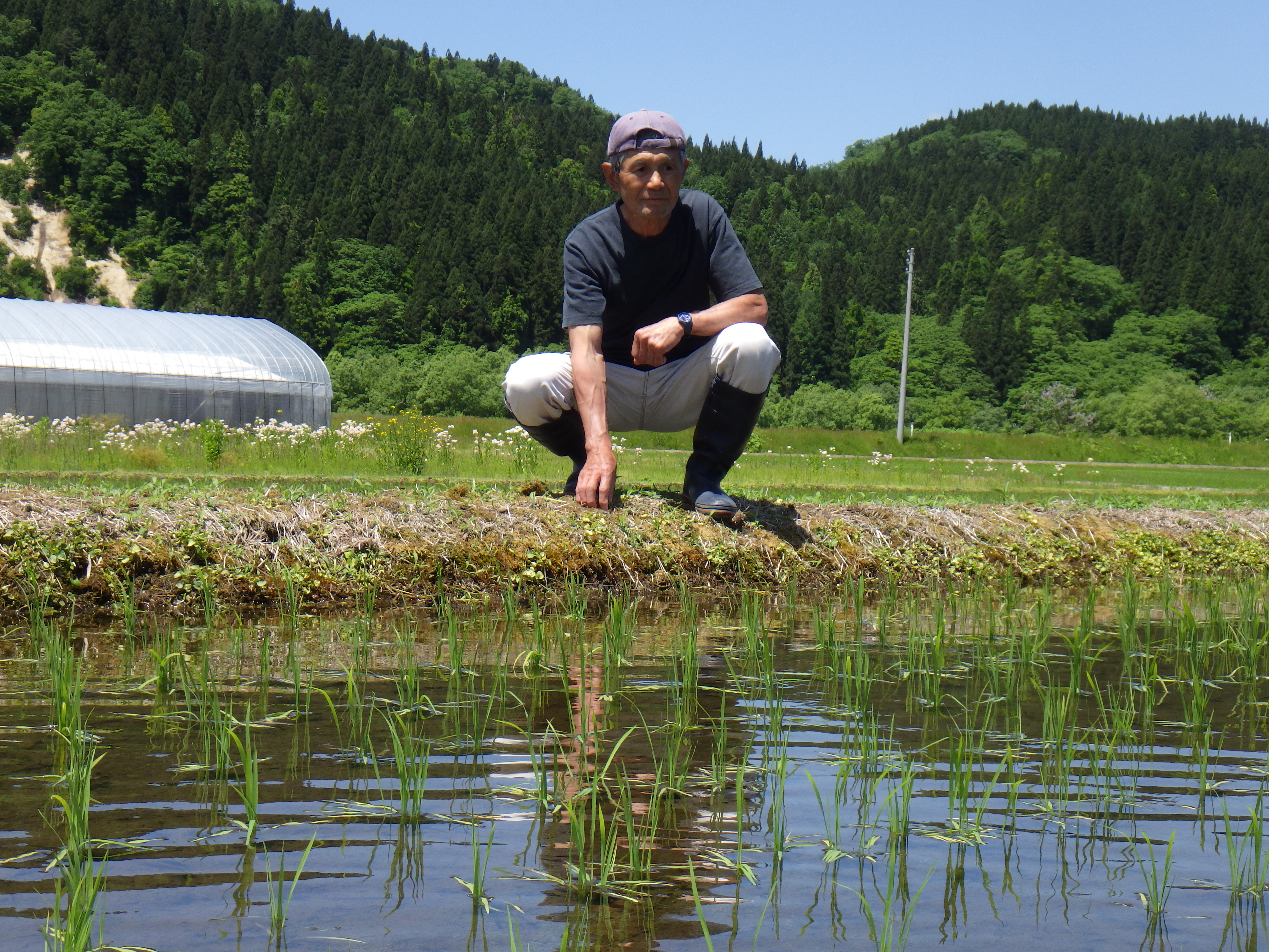 つや姫の田んぼをチェックする八鍬マイスター