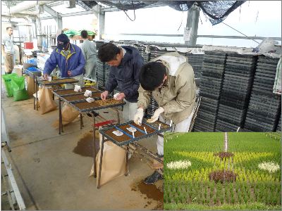 手前の職員が育苗箱を４分割にして、別々の品種を播いています。