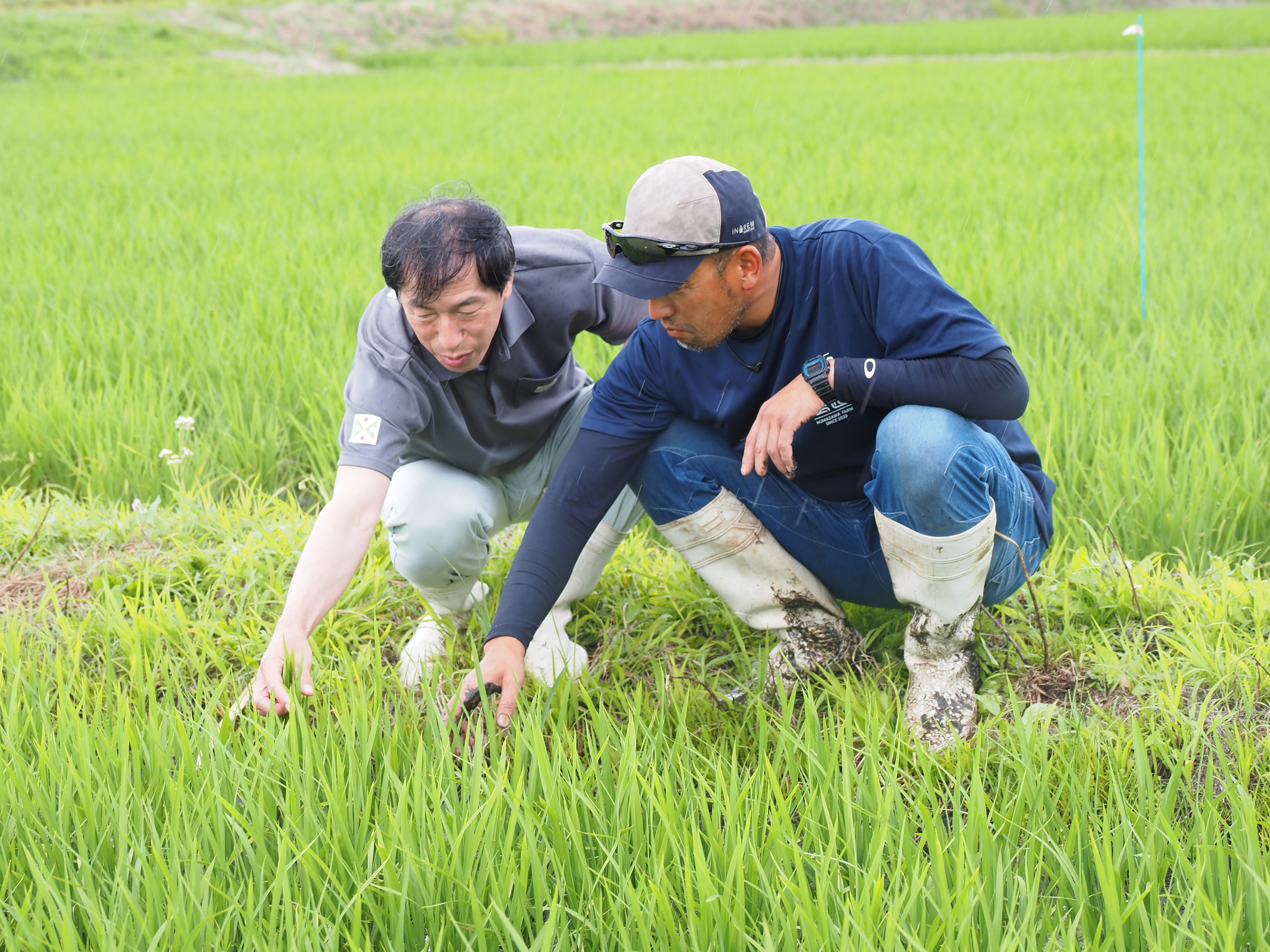 農業技術普及課職員と「つや姫」の生育を確認する沼澤マイスター