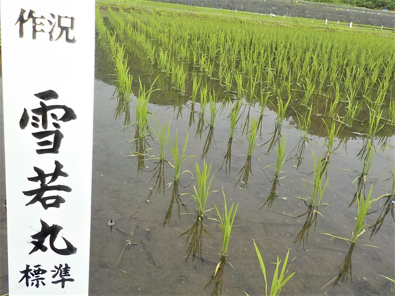 雪若丸ほ場の状況