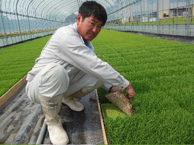 田植えを目前に、苗の根張りを確認している豊岡さん