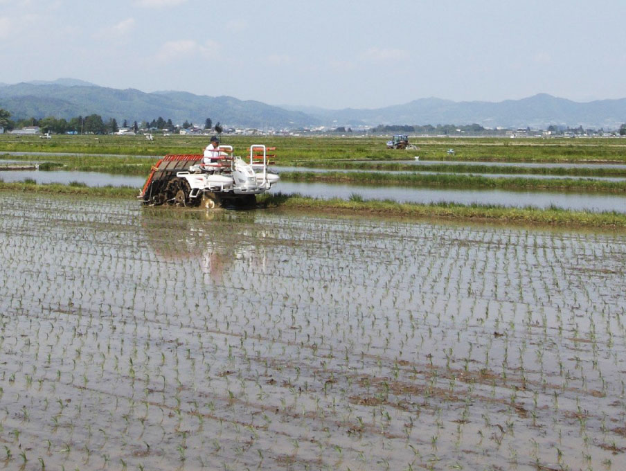 Tsuyahime is cultivated in designated areas by authorized local growers.